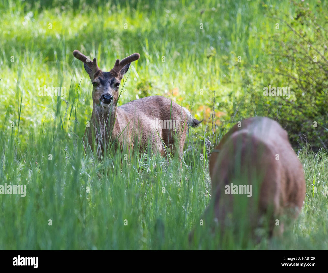 Mule deer buck grazes in Yosemite National Park Stock Photo