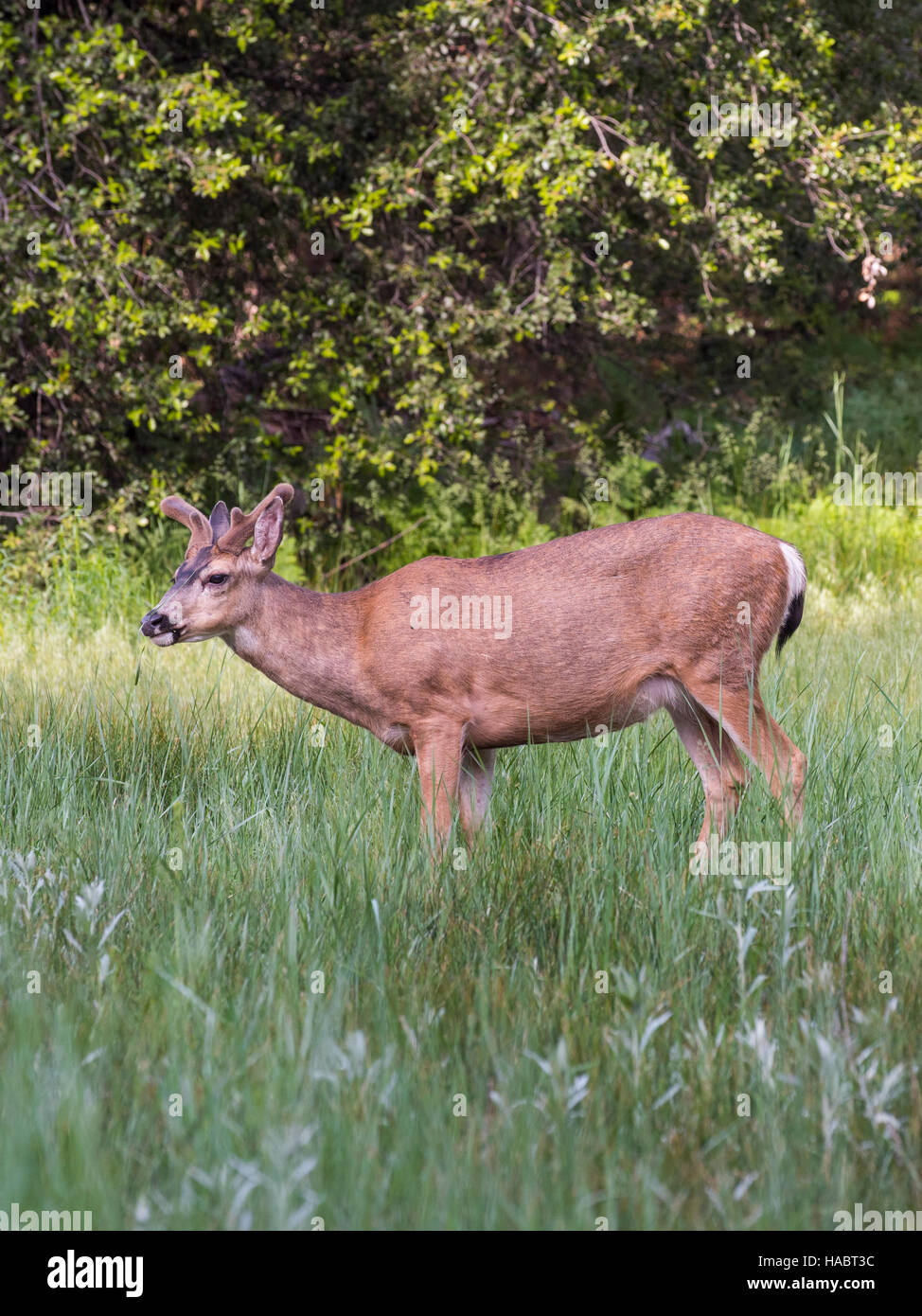 Mule deer buck grazing in Yosemite National Park Stock Photo