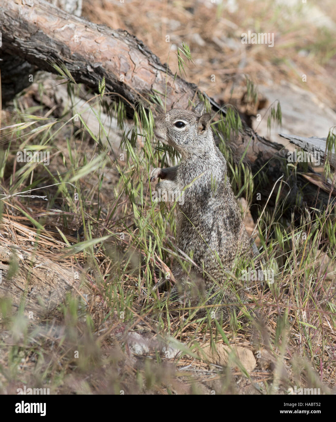 Western gray squirrel grazing in Yosemite National Park Stock Photo