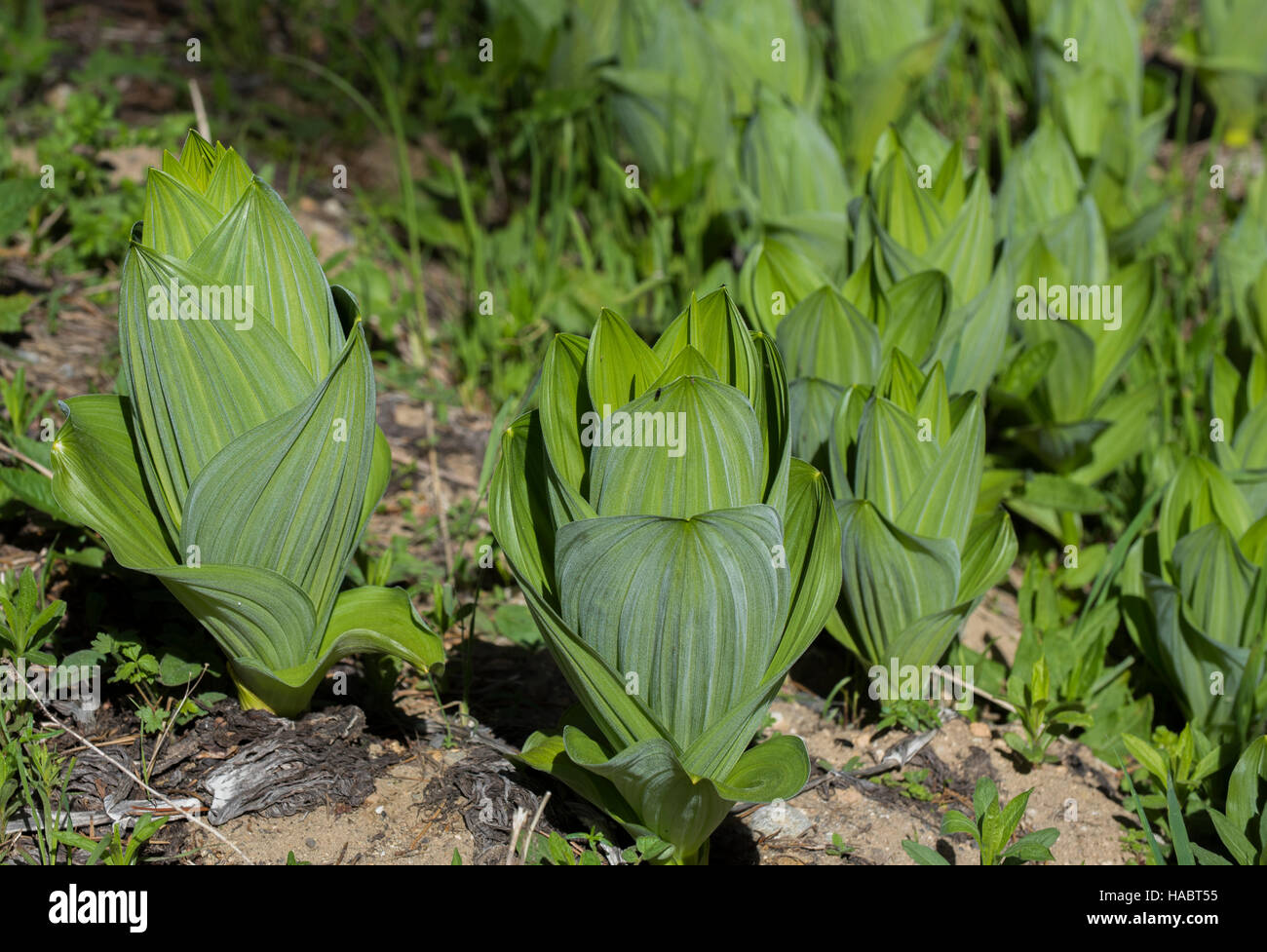 Skunk cabbage in yosemite national park Stock Photo