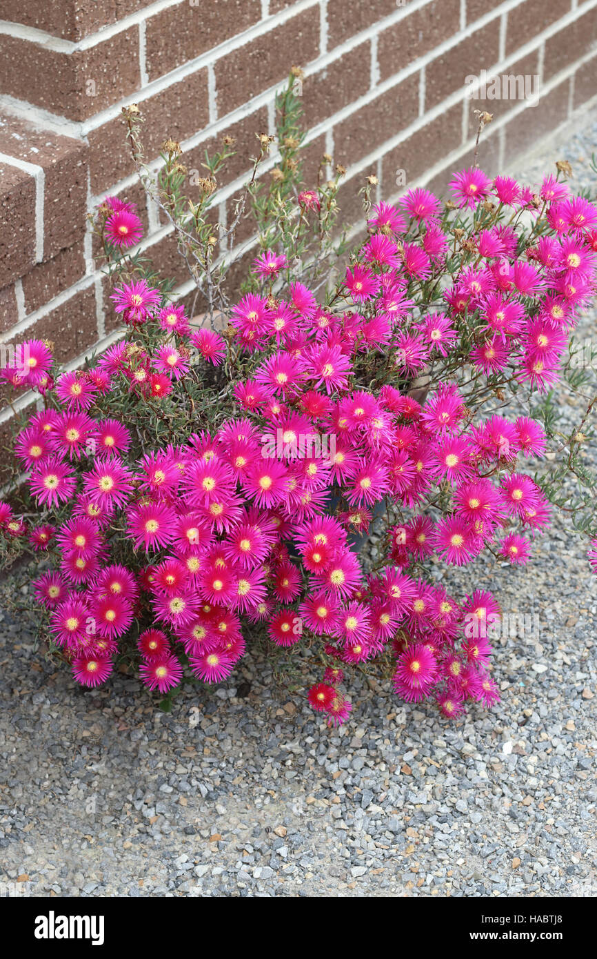 Pink Pig face flowers or Mesembryanthemum , ice plant flowers, Livingstone Daisies in full bloom Stock Photo