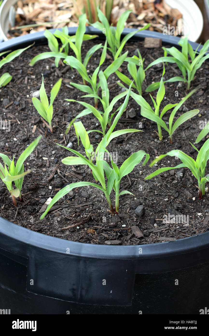 Growing corns in a pot Stock Photo Alamy