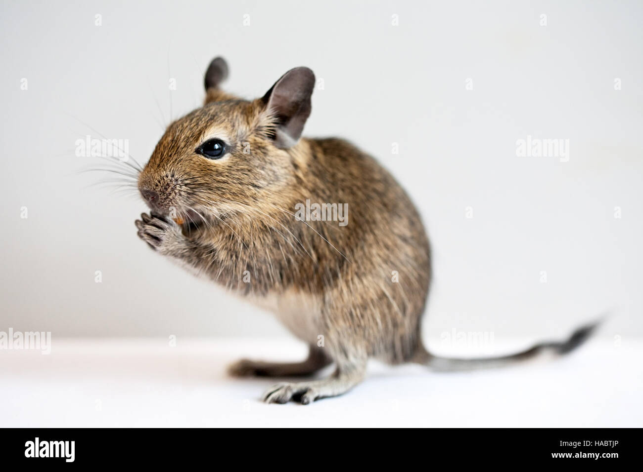 small degu rodent pet closeup studio shot Stock Photo