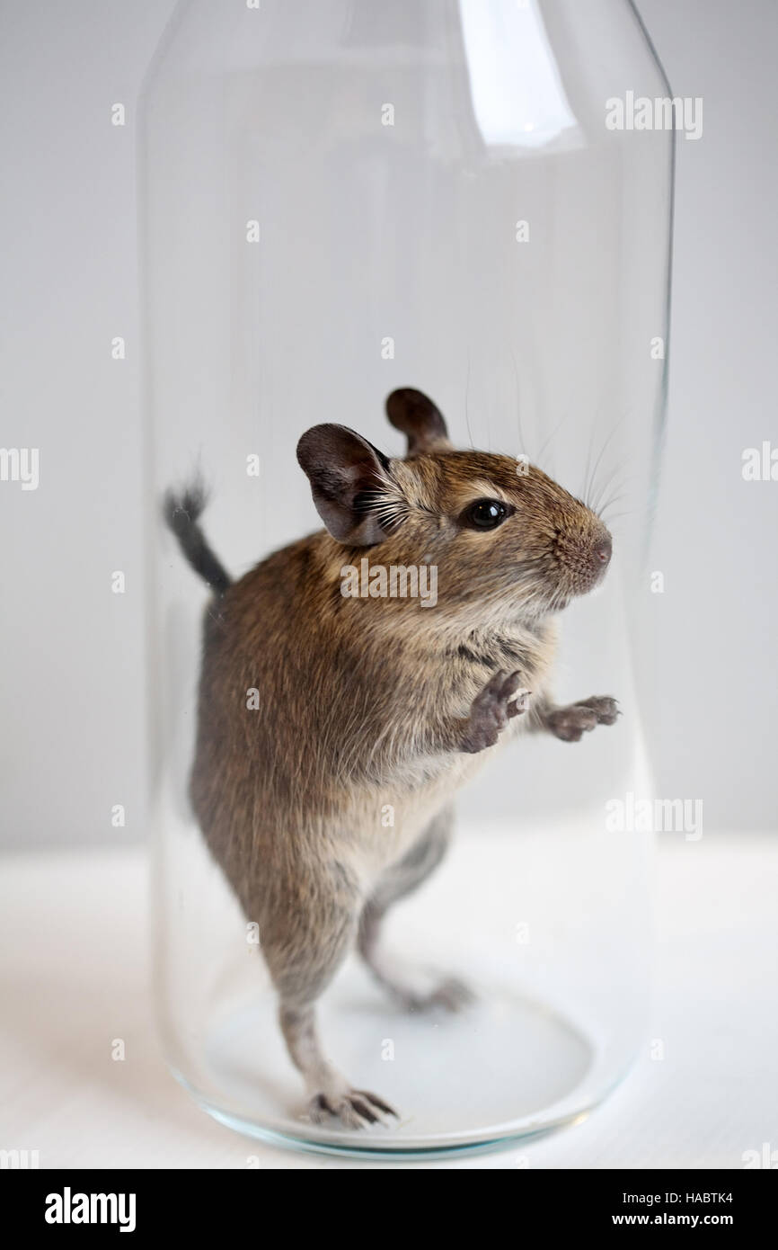 small degu rodent pet closeup studio shot Stock Photo