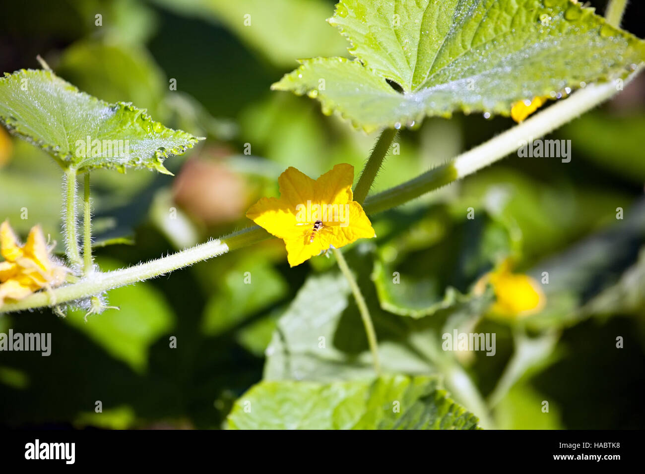 small yellow cucumber flower on big green leaves background Stock Photo