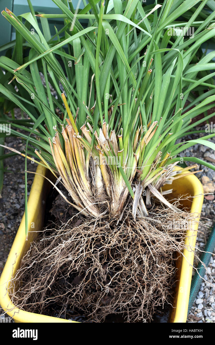 Lomandra grass hi-res stock photography and images - Alamy
