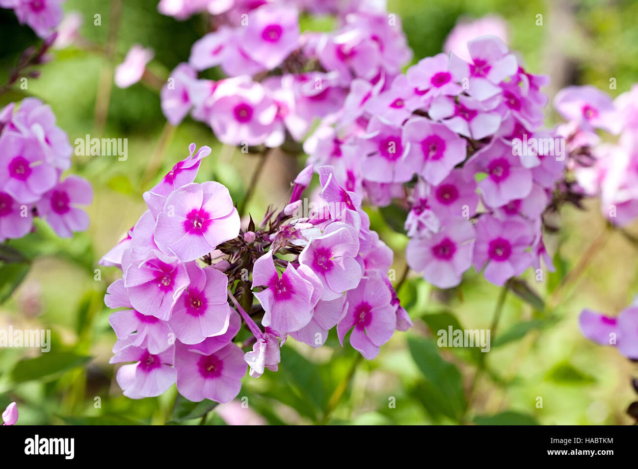 phlox flowers closeup on summer green leaves background Stock Photo