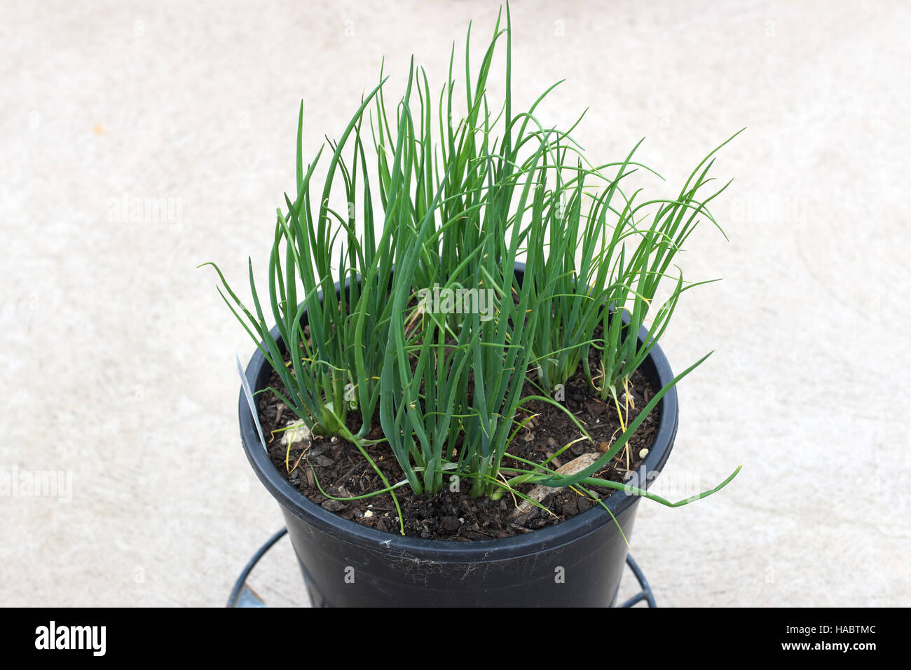 Growing spring onion in a pot Stock Photo Alamy