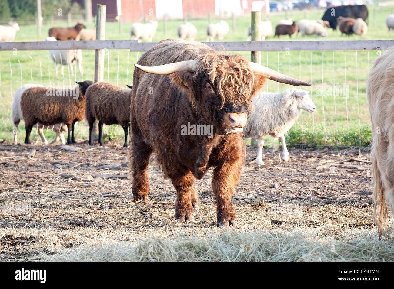 big furry bull on outdoor summer pasture background Stock Photo