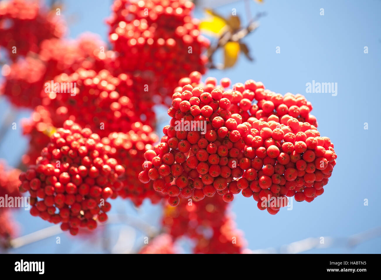 orange ashberries on blue sky background Stock Photo