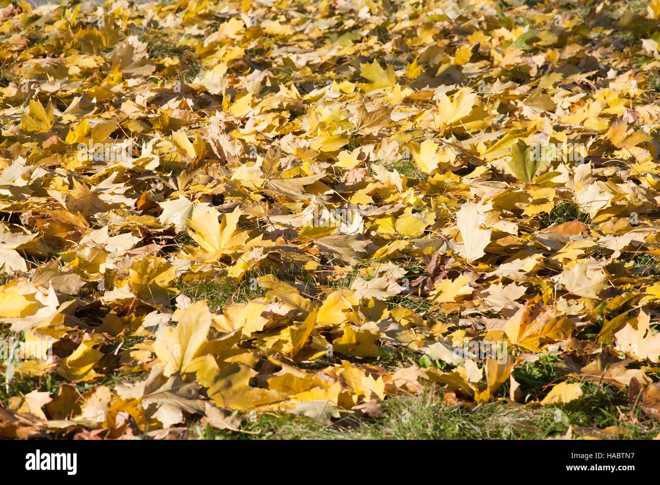 fall yellow leaves cover on the ground abstract background Stock Photo