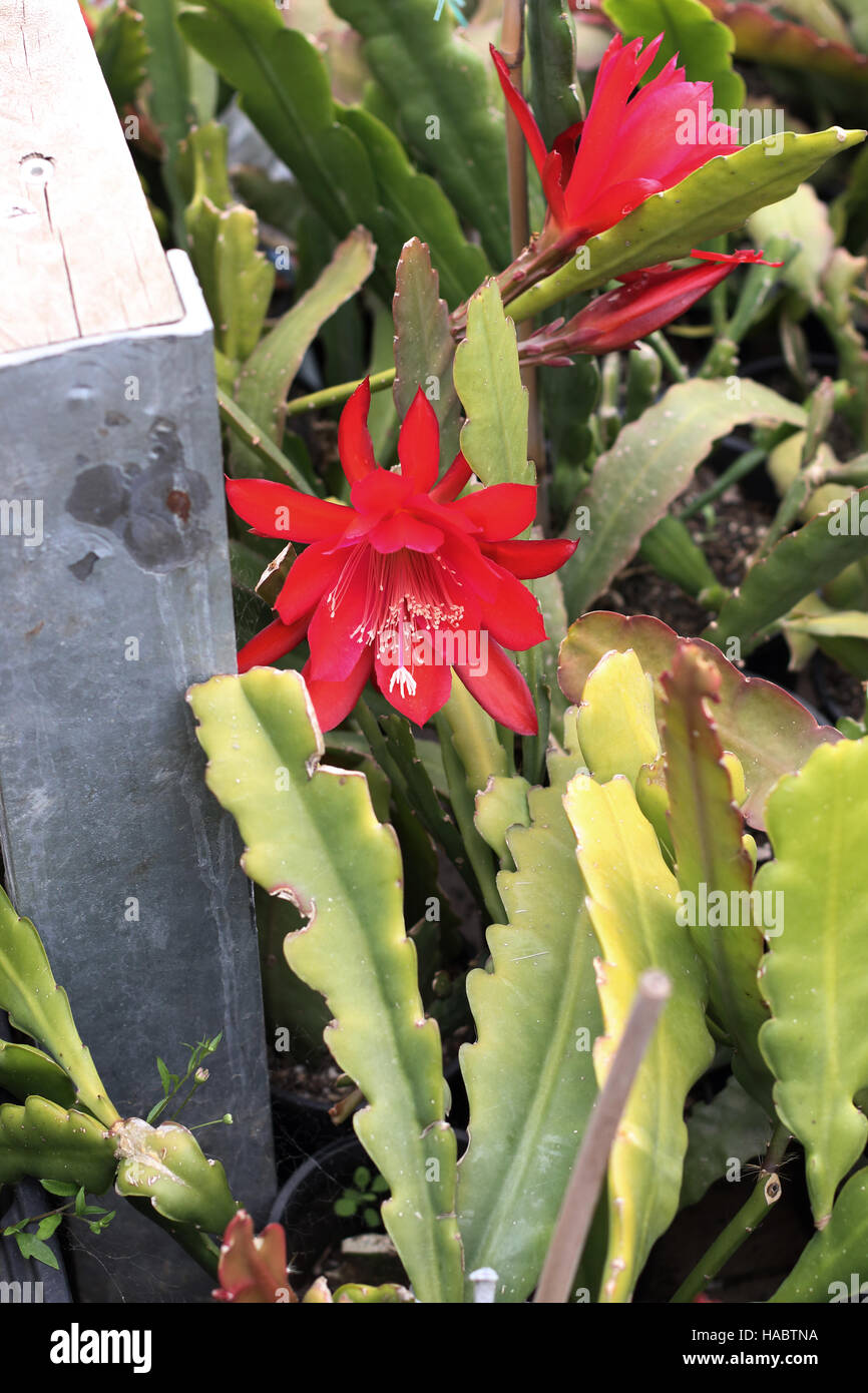 Epiphyllum or orchid cactus blooming flowers Stock Photo