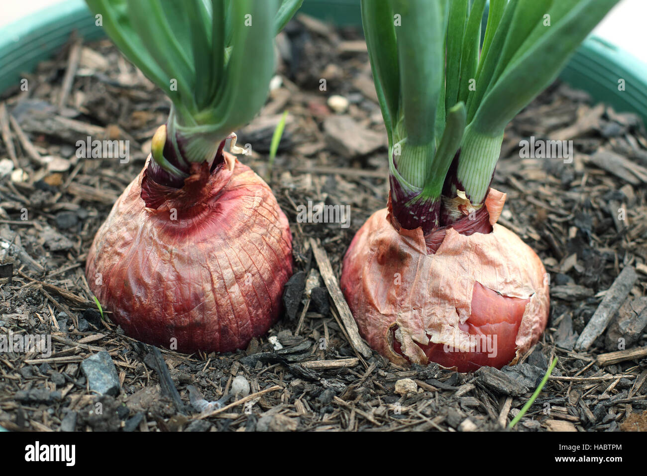 Growing red onions in a pot Stock Photo Alamy