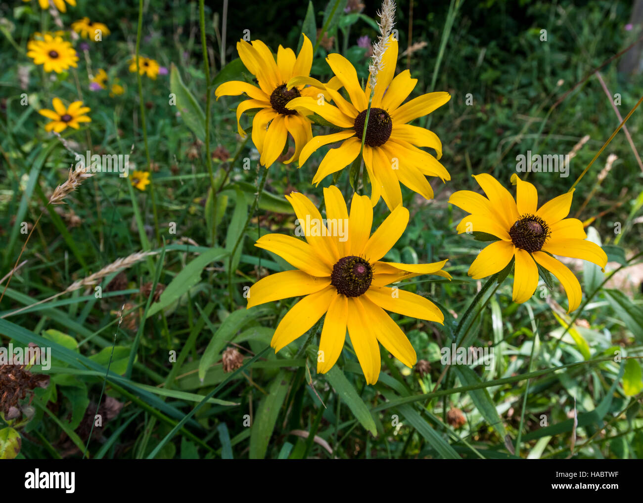 Black Eyed Susan Flowers Along Trail in summer Stock Photo