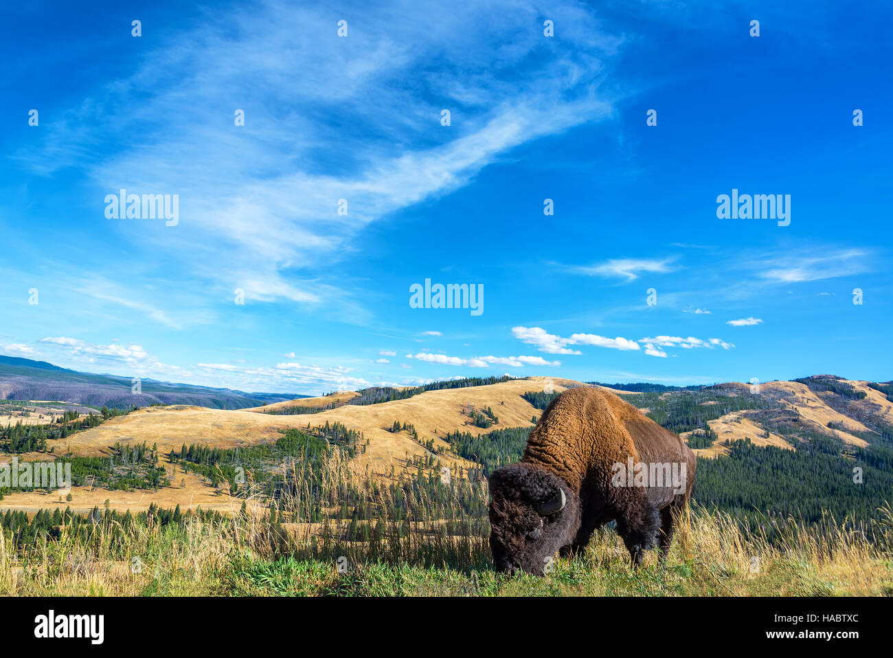 American bison with a beautiful landscape in Yellowstone National Park