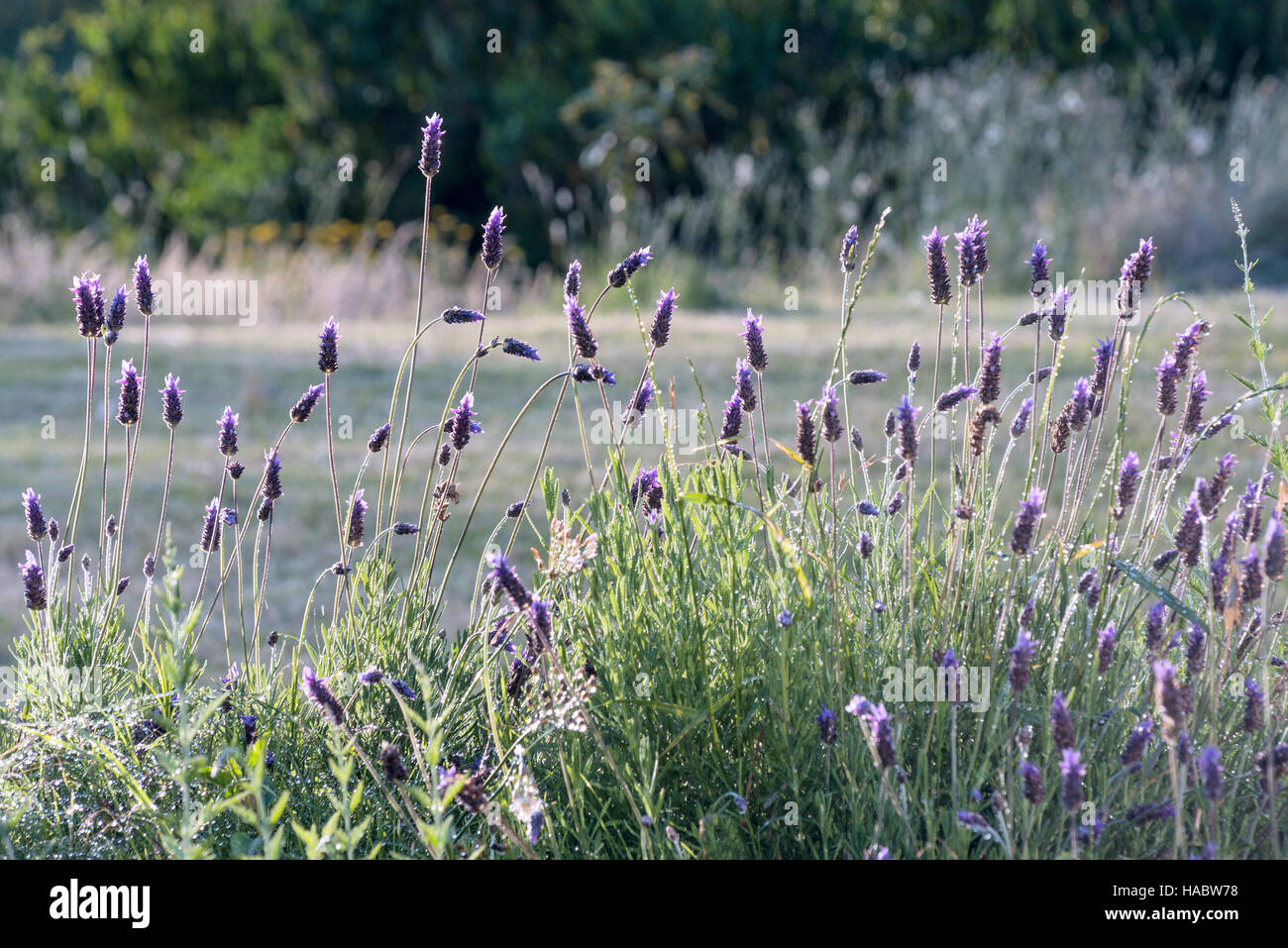 Spanish lavender flower in bloom in the rain Stock Photo