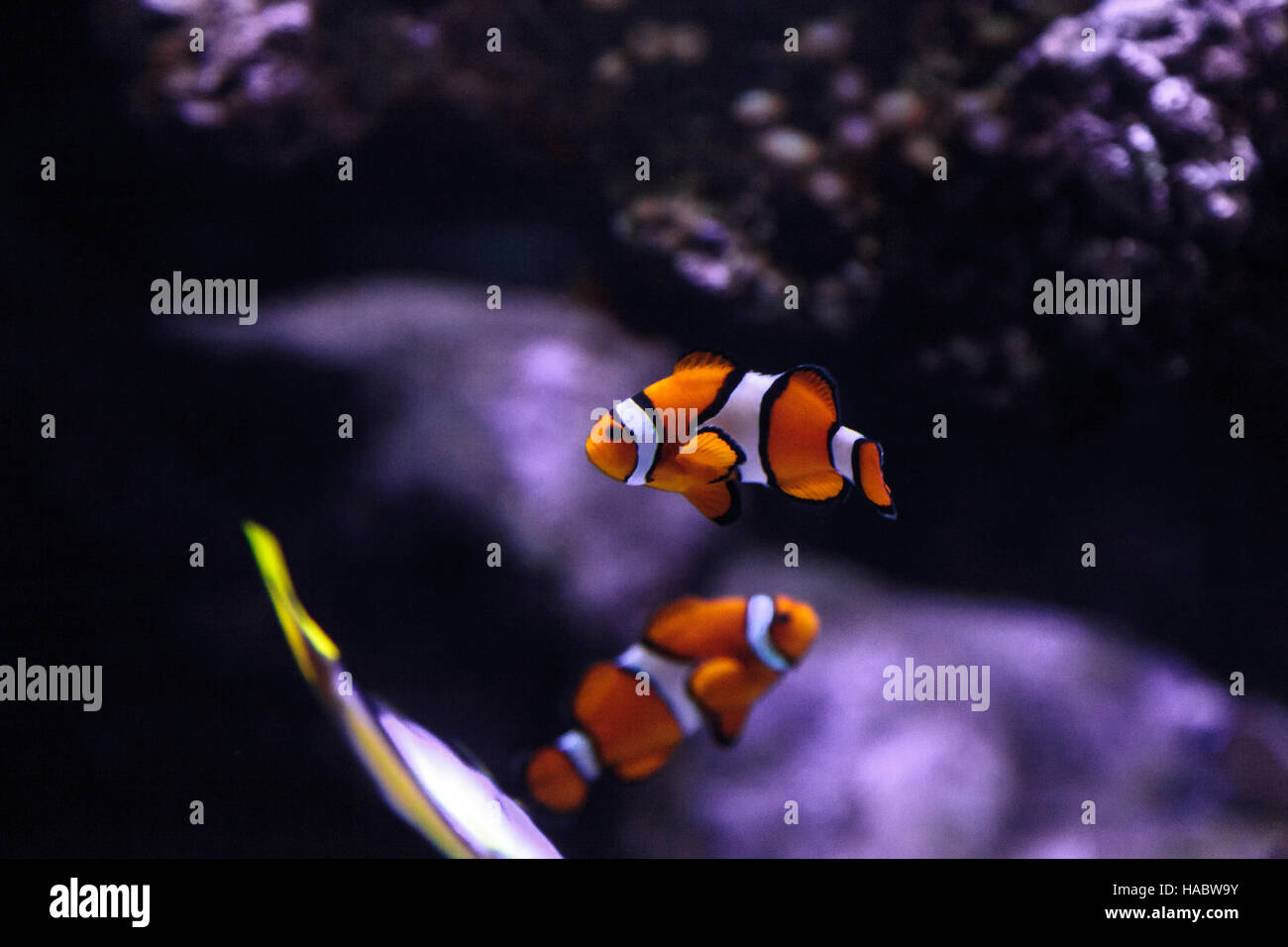 Clownfish, Amphiprioninae, in a marine fish and reef aquarium, staying close to its host anemone Stock Photo