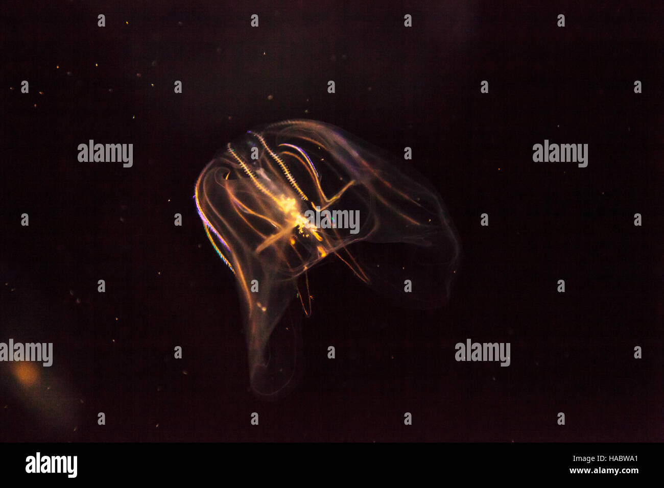 Comb jellyfish called Phylum ctenophore in a saltwater aquarium Stock Photo Alamy