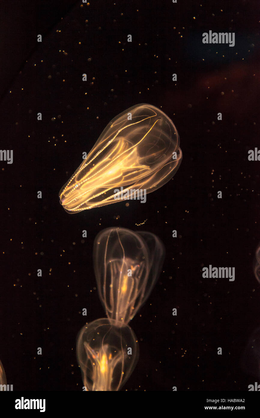 Comb jellyfish called Phylum ctenophore in a saltwater aquarium Stock Photo Alamy