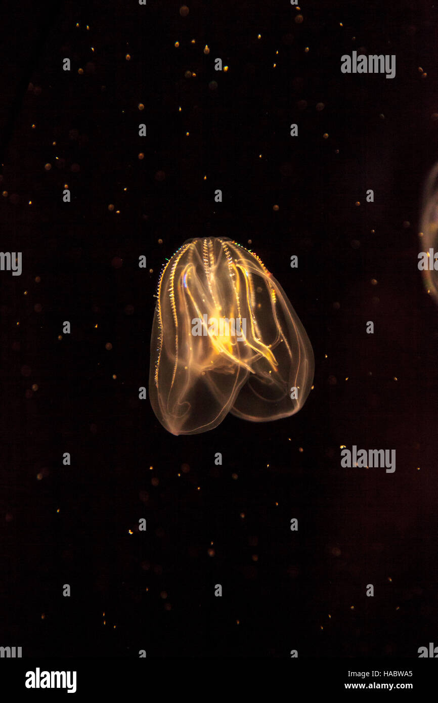 Comb jellyfish called Phylum ctenophore in a saltwater aquarium Stock Photo Alamy