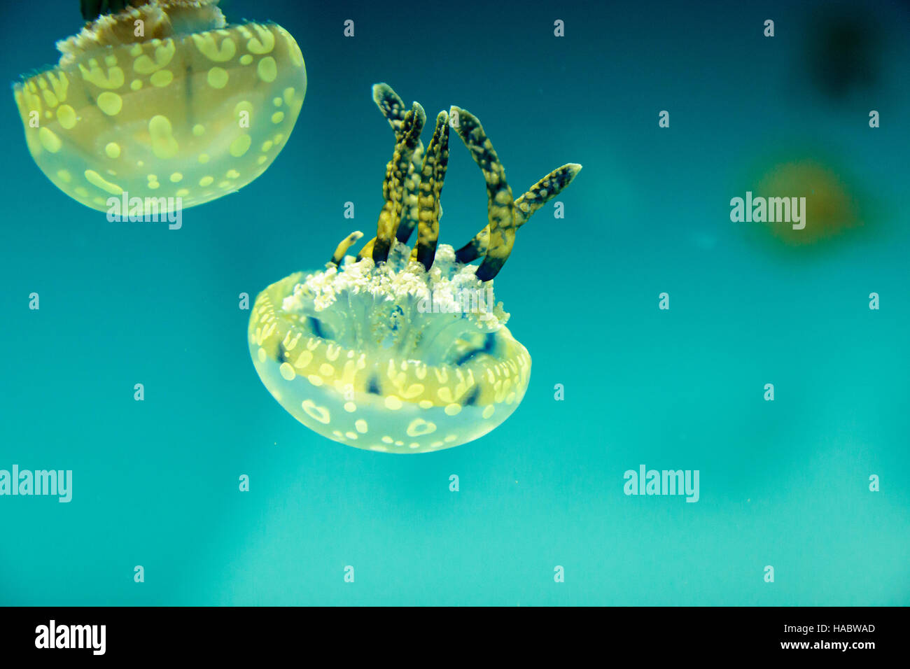 Golden jelly, Phyllorhiza punctata, is also known as the floating bell ...