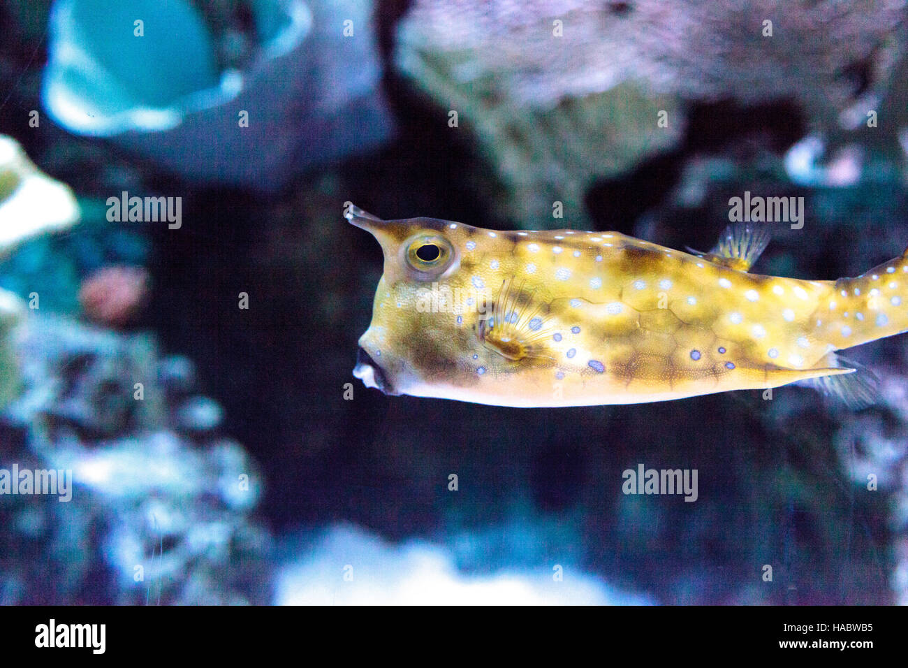 Longhorn cowfish, Lactoria cornuta, is from the boxfish family and can be found in the Indo-Pacific. Stock Photo