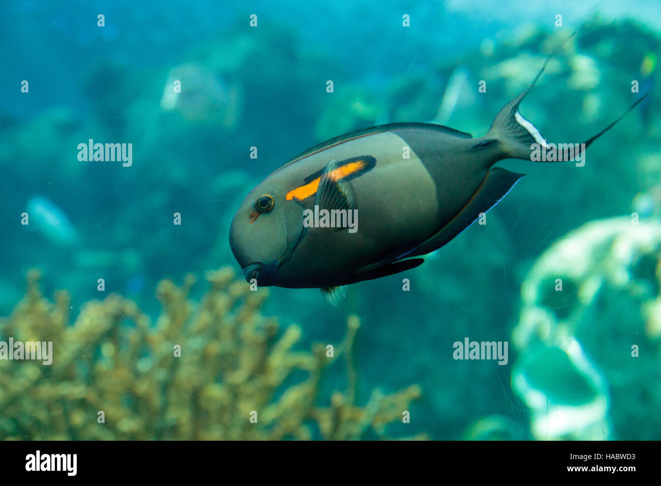 Orange shoulder tang fish, orangeshoulder, Acanthurus olivaceus, is found in the Indo-West Pacific Stock Photo