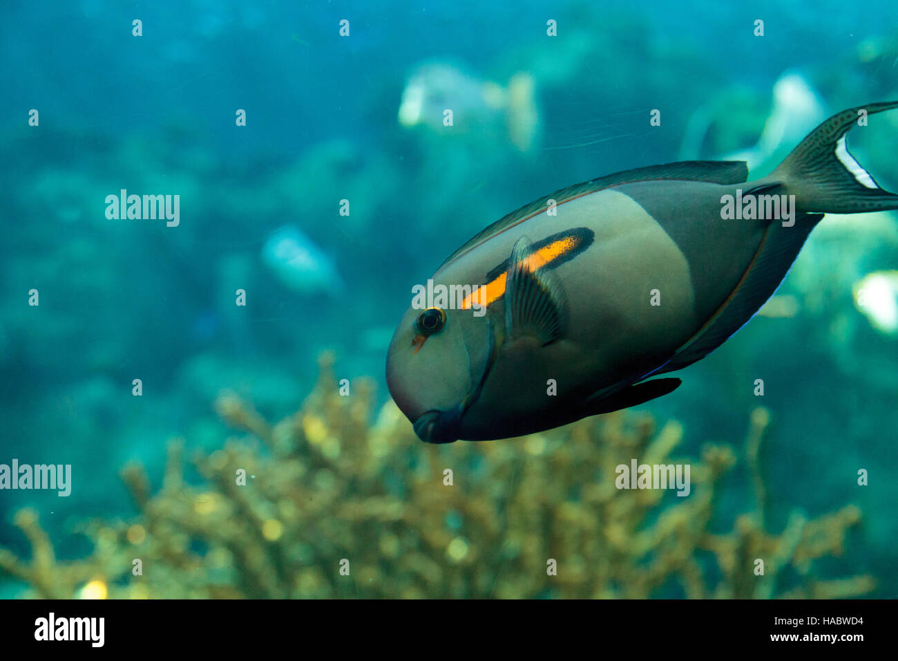 Orange shoulder tang fish, orangeshoulder, Acanthurus olivaceus, is found in the Indo-West Pacific Stock Photo