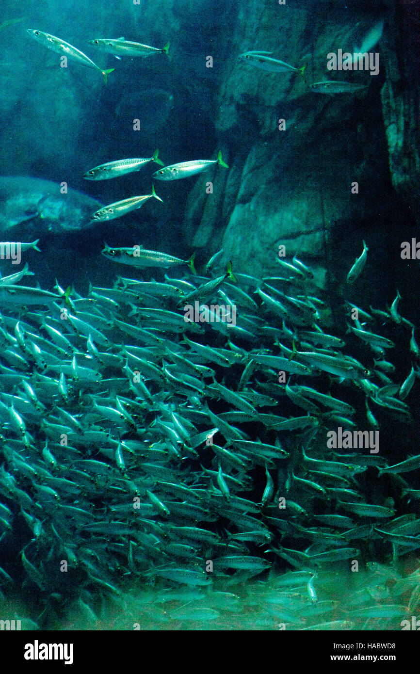 Pacific chub mackerel Scomber japonicus school together in a large aquarium with kelp Stock Photo
