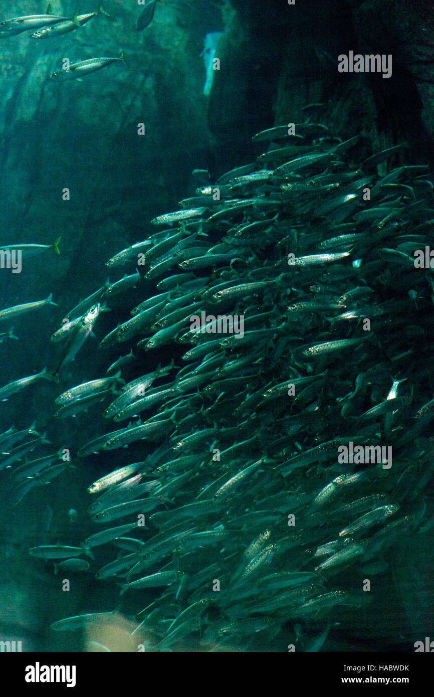 Pacific chub mackerel Scomber japonicus school together in a large aquarium with kelp Stock Photo