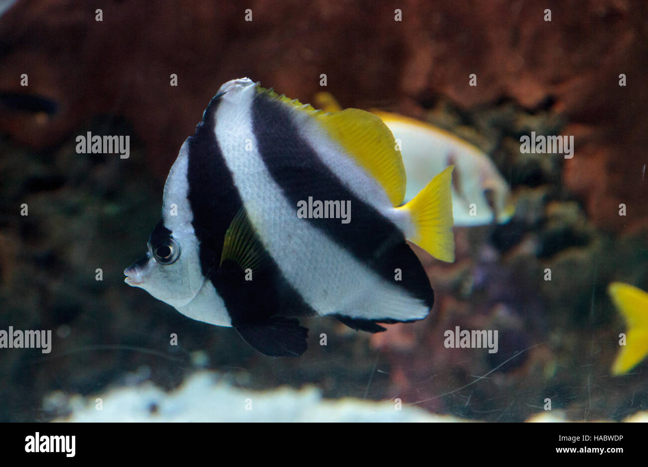 Pennant Butterflyfish Heniochus acuminatus has black and white stripes with a yellow tail and larger eyes. Stock Photo