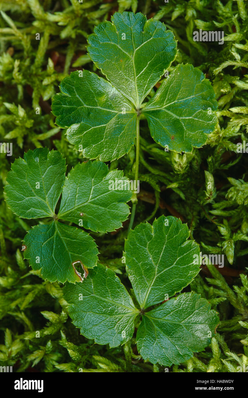 Threeleaf Goldthread (Coptis trifolia) Stock Photo