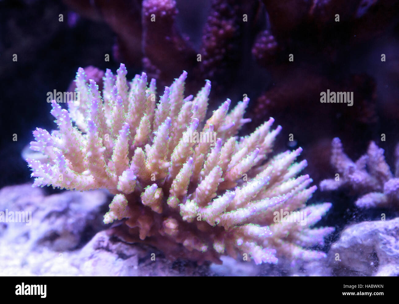 Pink tipped staghorn Acropora coral in a saltwater reef aquarium Stock Photo