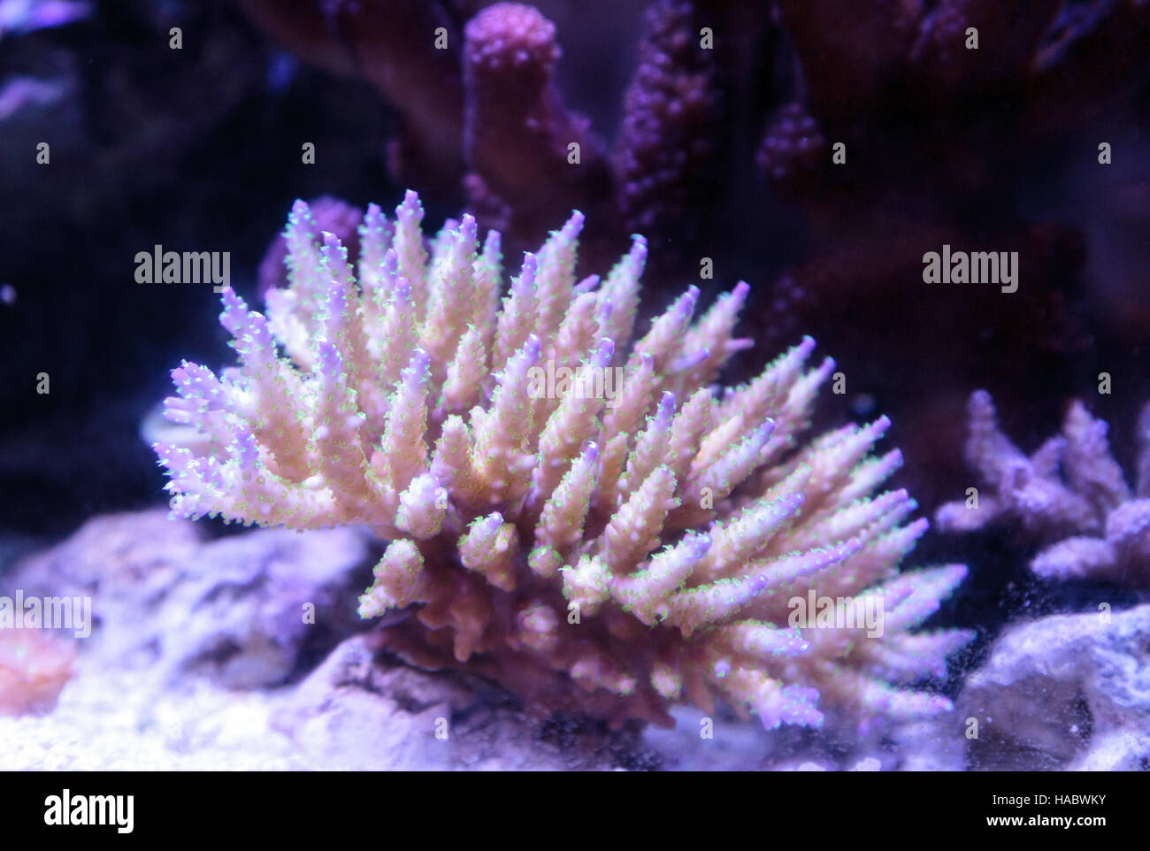 Pink tipped staghorn Acropora coral in a saltwater reef aquarium Stock Photo