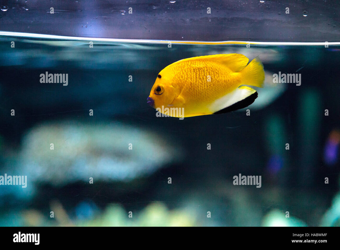 Three-spot Angelfish Apolemichthys trimaculatus in an aquarium Stock Photo