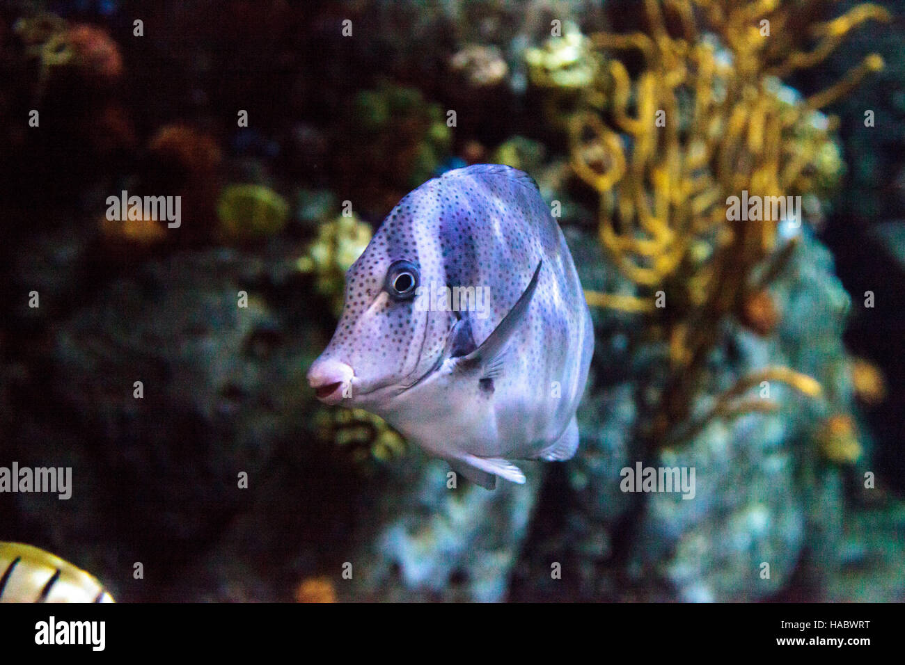 Yellowtail surgeonfish called Prionurus punctatus in a saltwater aquarium Stock Photo