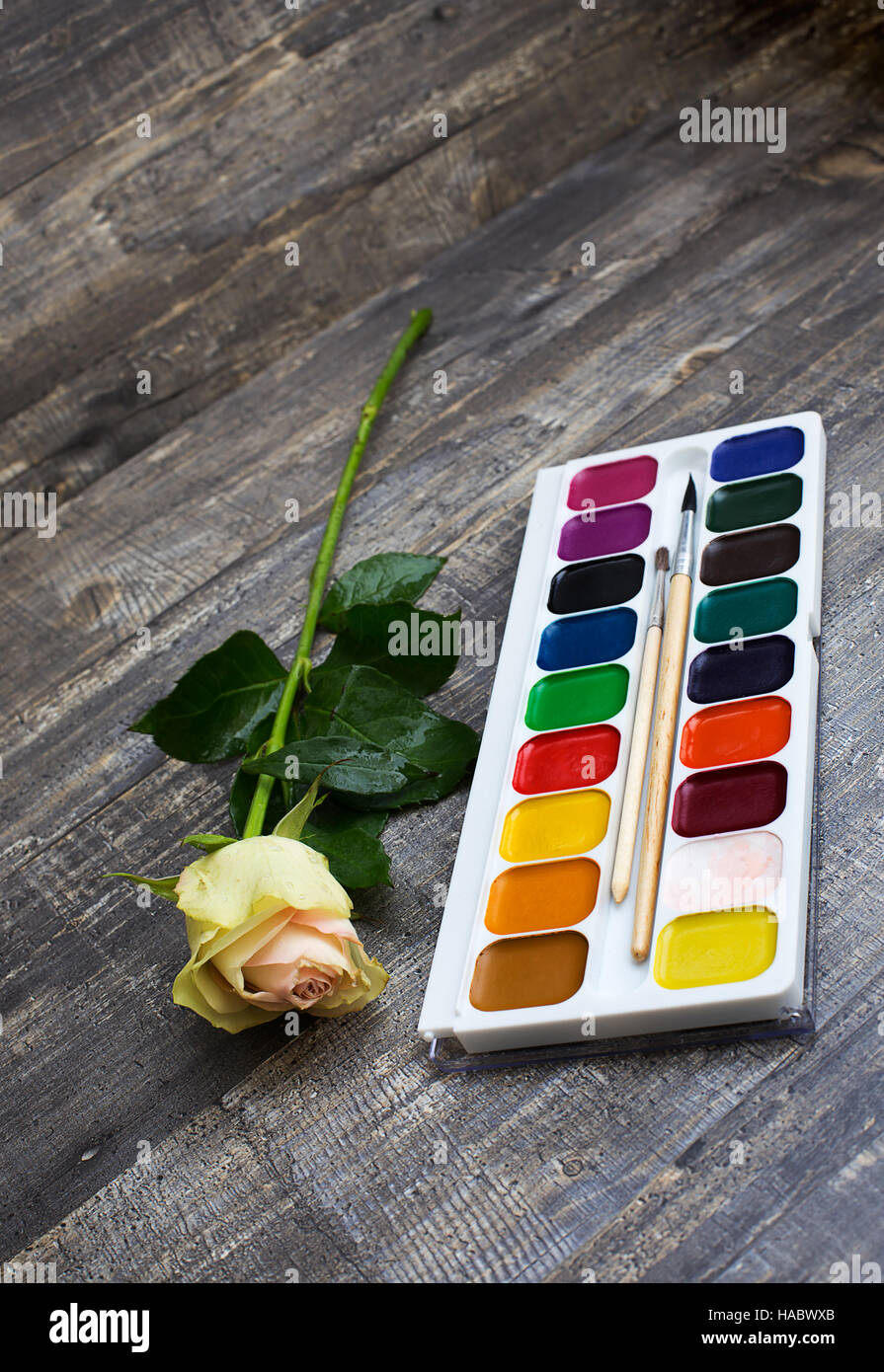 Tea rose and watercolor paints on wooden background. Vertical diagonal imagination Stock Photo