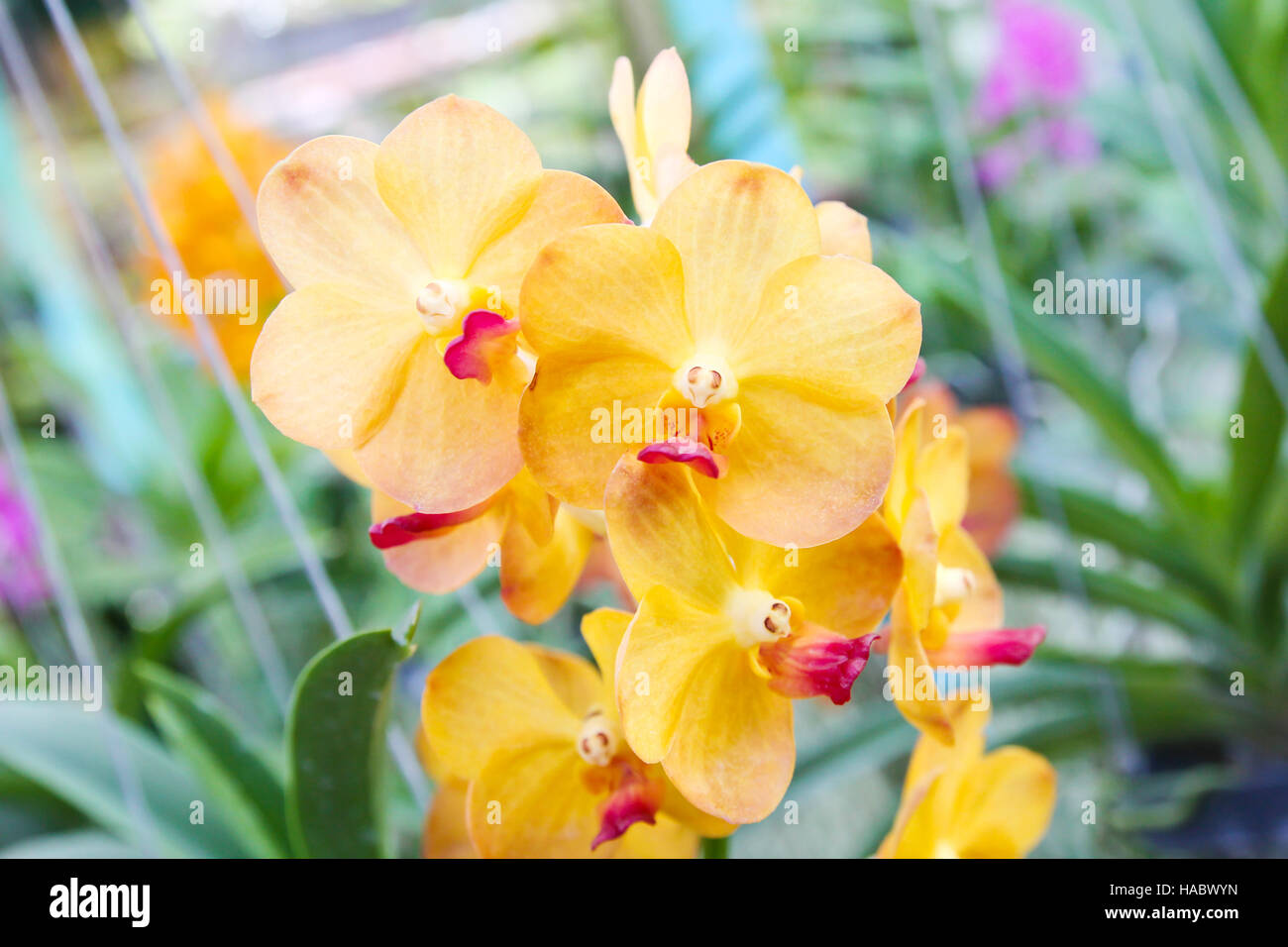 Beautiful yellow orchid in garden Stock Photo