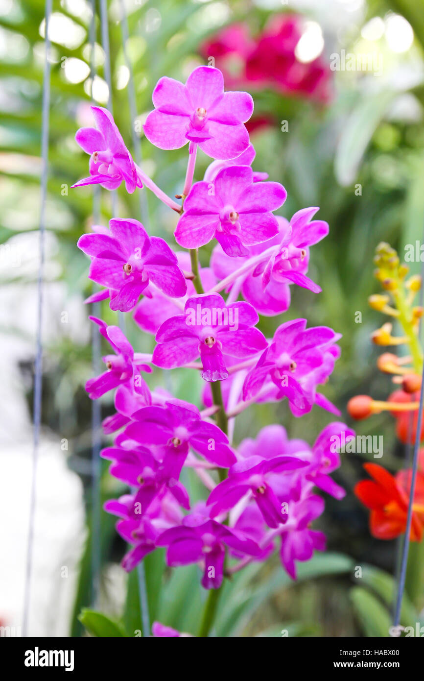 Beautiful violet orchid in garden Stock Photo