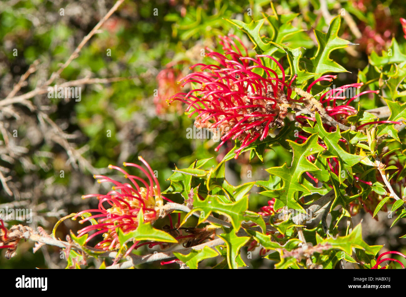 Grevillea aquifolia, Holly Grevillea in the Grampians, near Halls Gap, Victoria, Australia Stock