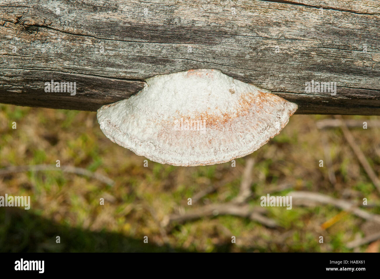 Trametes suaveolens, Fragrant Bracket Fungus in Flinders Chase NP, Kangaroo Island, South Australia, Australia Stock Photo
