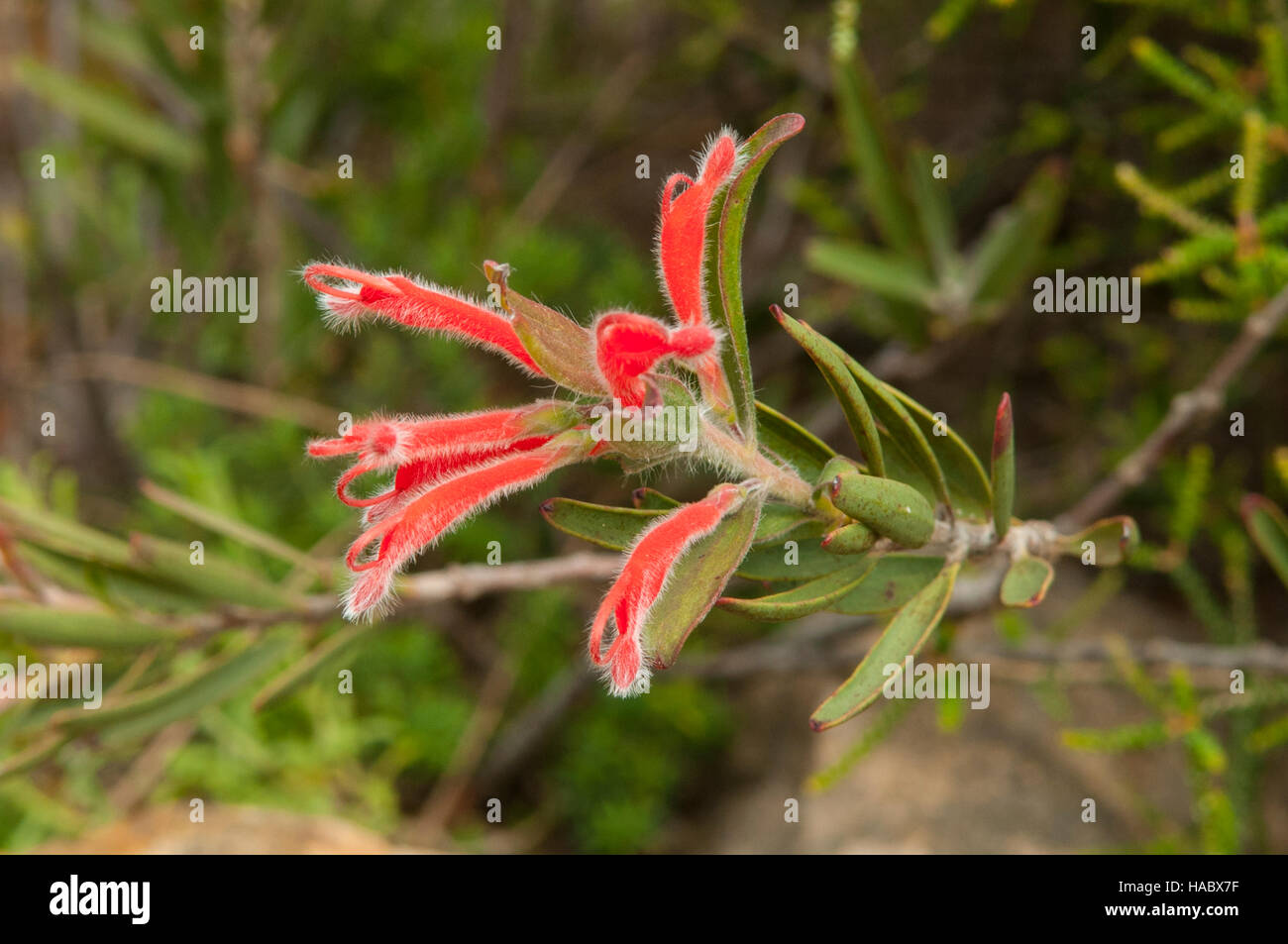 Adenanthos barbigerus, Hairy Jug Flower at Stokes Bay Bush Garden, Kangaroo Island, South Australia, Australia Stock Photo