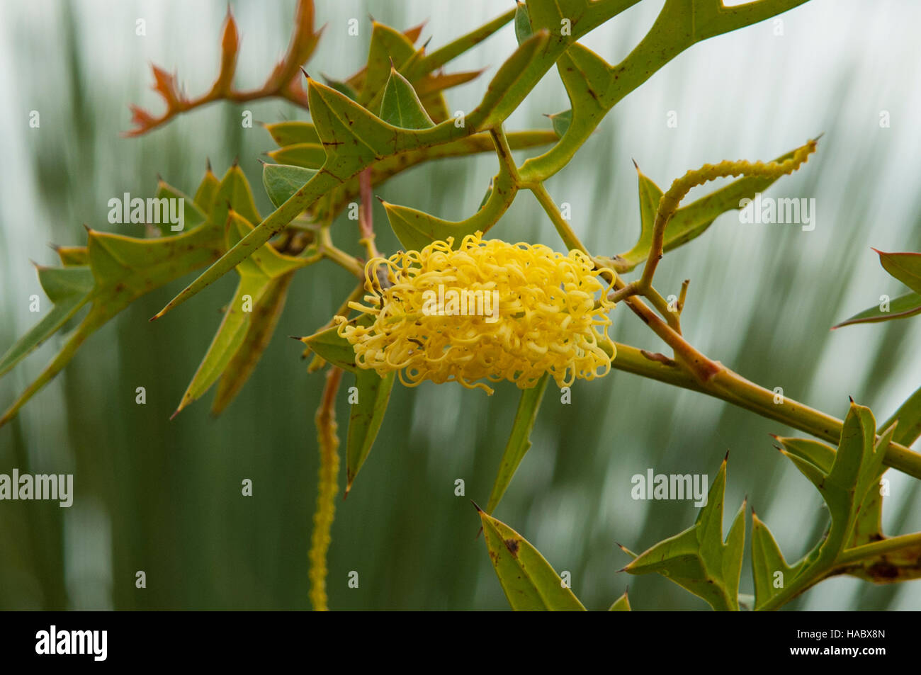 Grevillea monticola, Holly Leaf Grevillea at Bush Garden, Stokes Bay, Kangaroo Island, South Australia, Australia Stock Photo