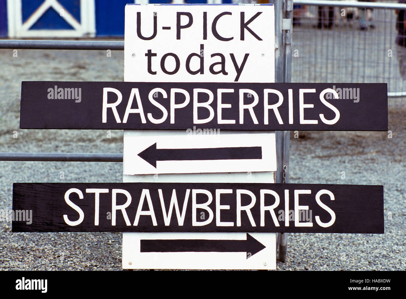 U-Pick Raspberries and Strawberries Sign and Directions for picking at Local Raspberry and Strawberry Farm Stock Photo