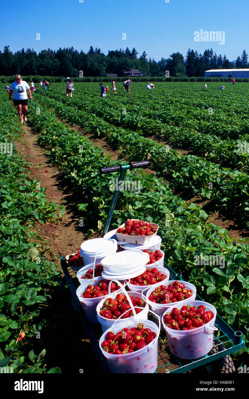 Pails of Picked Strawberries at a UPick Strawberry Farm, Fraser Valley, BC, British Columbia