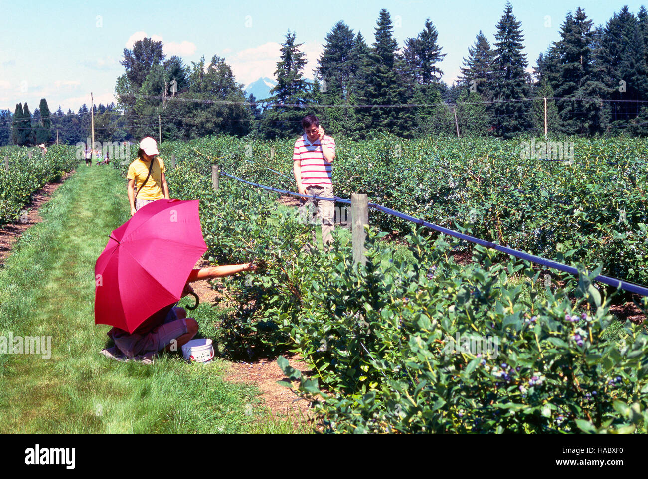 People picking Blueberries at a UPick Blueberry Farm, Fraser Valley
