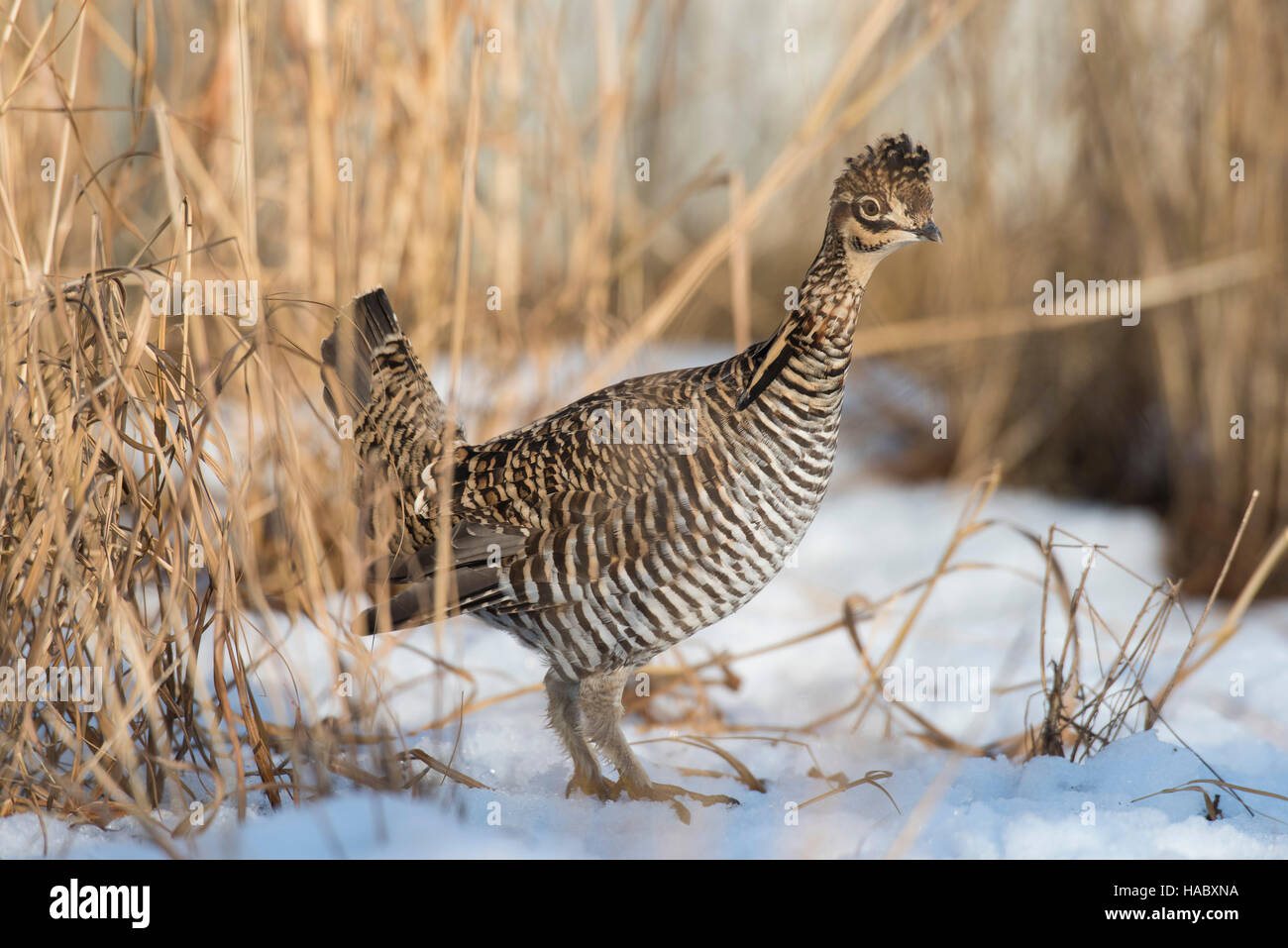 Greater Prairie Chickens in the snow in the winter in Minnesota Stock