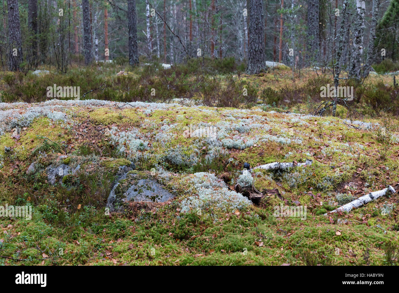 Moss on the autumn forest ground Stock Photo