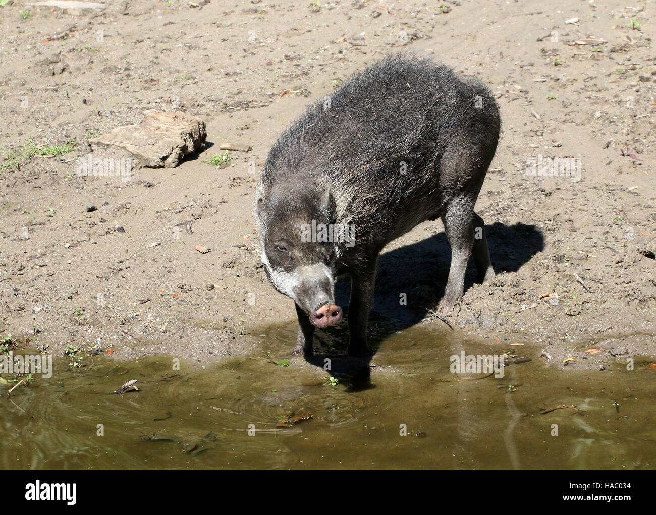 Female  Southeast Asian Visayan warty pig (Sus cebifrons) near the water's edge. Stock Photo