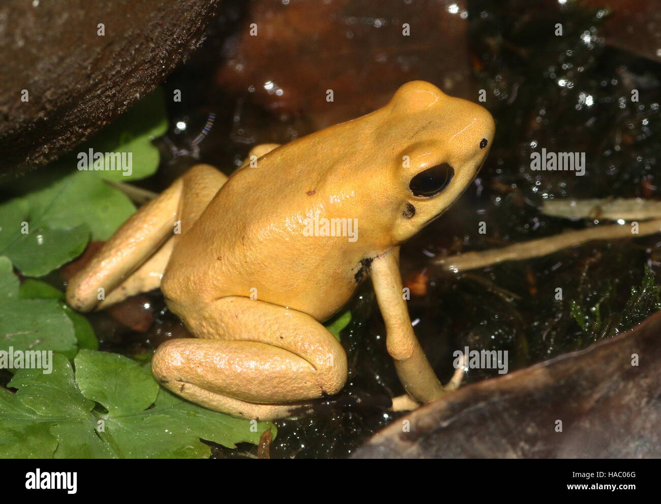 Rana de dardo venenosa hi-res stock photography and images - Alamy